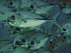This picture of some Trevally wasn't as good as I hoped b... by Ron Shavreen 